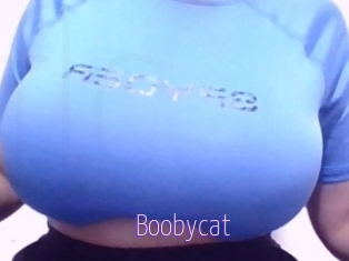Boobycat