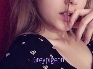 Greypigeon