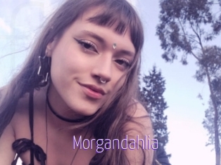 Morgandahlia
